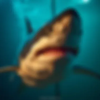 Razor Shark: 베팅 전략과 통계의 심층 분석 Summary Razor Shark: 베팅 전략과 통계의 심층 분석 Summary